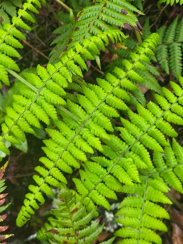 Image of Dryopteris oligodonta by (c) Jacek Pietruszewski, some rights reserved (CC BY)