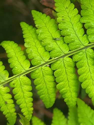 Image of Dryopteris oligodonta by (c) Jacek Pietruszewski, some rights reserved (CC BY)