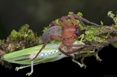 Thelcticopis kirankhalapi