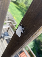 Spilosoma vestalis