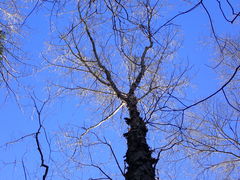 Carya carolinae-septentrionalis