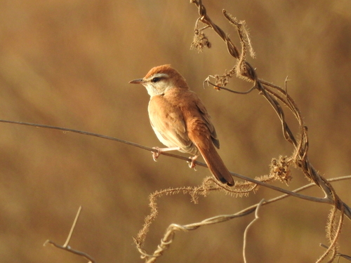 Rufous-tailed scrub-robin