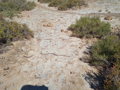 Philodryas psammophidea