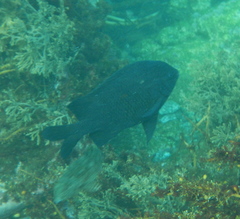 Parma alboscapularis