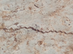 Philodryas psammophidea