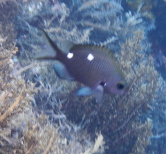 Chromis dispila