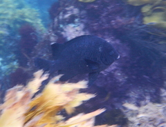 Parma alboscapularis