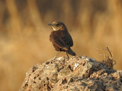 Myrmecocichla aethiops