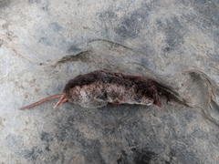 Sorex coronatus