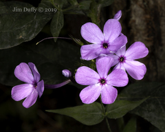 Phlox glaberrima