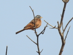 Emberiza goslingi