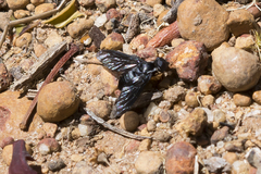 Pseudopenthes hesperis