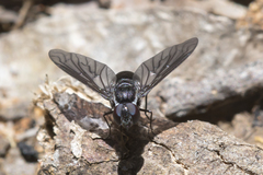 Pseudopenthes hesperis