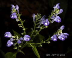 Scutellaria incana