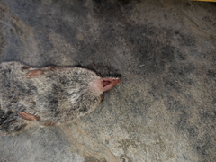 Sorex coronatus