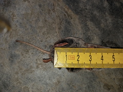 Sorex coronatus