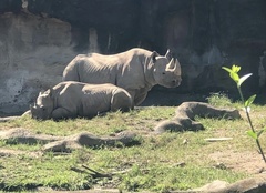 Rhinocerotidae