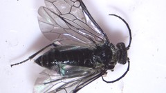 Dolerus nitens