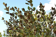 Sideroxylon americanum