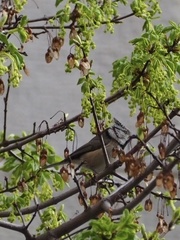 Lophophanes cristatus