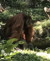Pongo