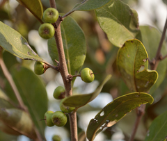 Sideroxylon americanum