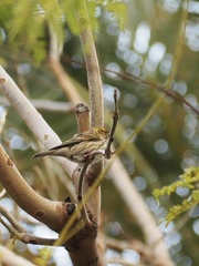 Serinus serinus