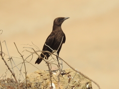 Myrmecocichla aethiops