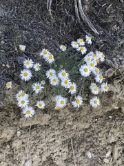 Erigeron concinnus
