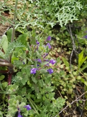 Scutellaria tuberosa