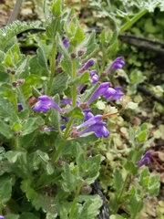 Scutellaria tuberosa