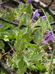 Scutellaria tuberosa