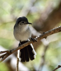 Polioptila lembeyei