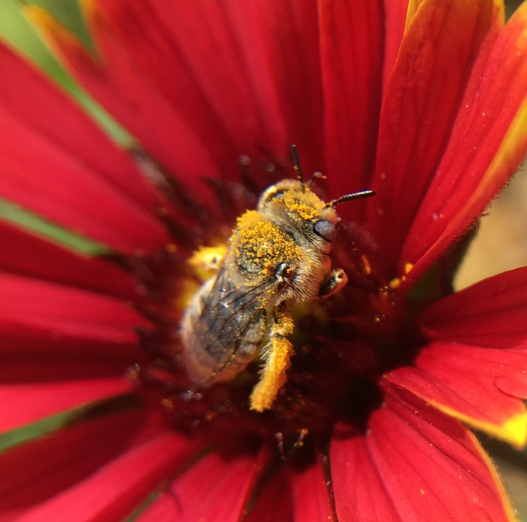 Globe Mallow Bee from Las Vistas, Avondale, AZ 85392, USA on March 31 ...