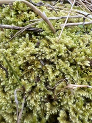 Ctenidium subrectifolium