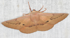 Monoctenia falernaria