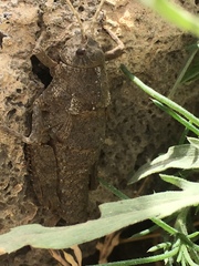 Ocneropsis bethlehemita