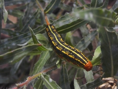 Hyles lineata