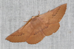 Monoctenia falernaria