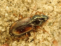 Peryphus