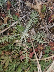 Centaurea vallesiaca