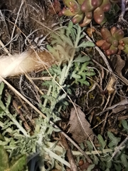 Centaurea vallesiaca