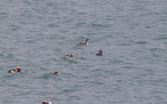 Podiceps grisegena