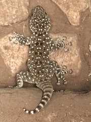 Ptyodactylus puiseuxi