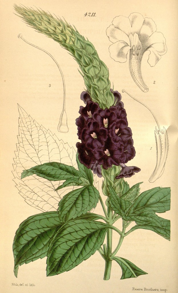 Stachytarpheta orubica