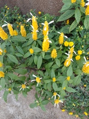 Pachystachys lutea