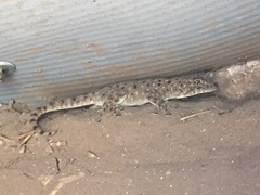 Ptyodactylus puiseuxi
