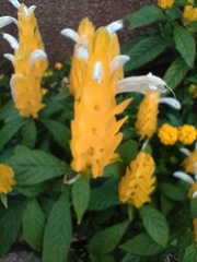 Pachystachys lutea