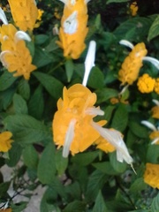 Pachystachys lutea