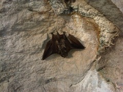 Vespertilio murinus
